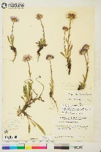 Erigeron grandiflorus image