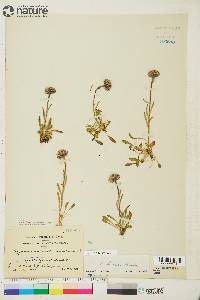 Erigeron humilis image