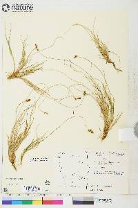 Carex glareosa image