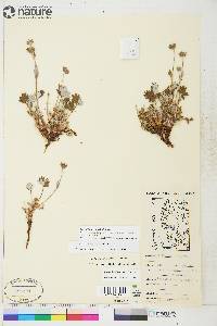 potentilla subgorodkovii image