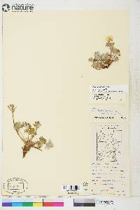 Potentilla hookeriana subsp. chamissonis image