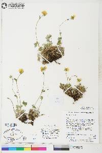 potentilla subgorodkovii image