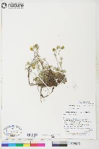 potentilla subgorodkovii image