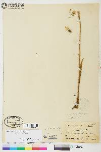 Saussurea angustifolia subsp. angustifolia image