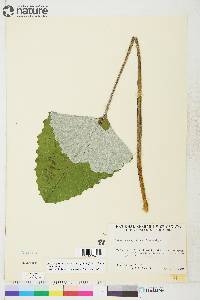 Petasites frigidus image