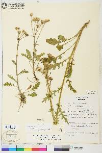 Senecio indecorus image