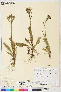 Senecio lugens image