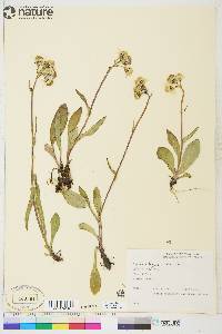 Senecio lugens image