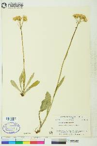 Senecio lugens image