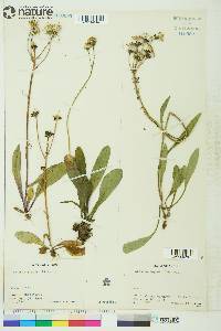 Senecio lugens image