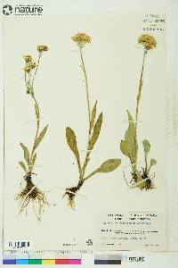 Senecio lugens image