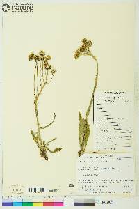 Senecio lugens image