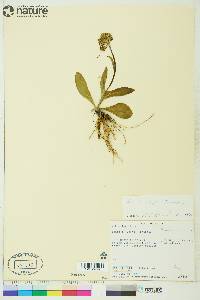 Senecio lugens image