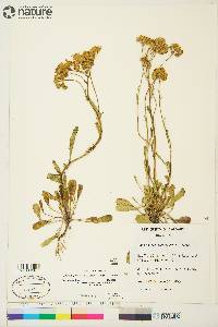 Packera streptanthifolia image