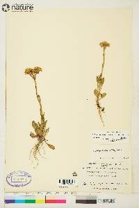 Packera streptanthifolia image