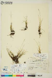 Carex myosuroides image