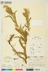 Solidago lepida image