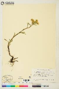 Solidago multiradiata image