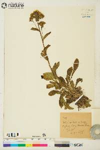 Solidago multiradiata image