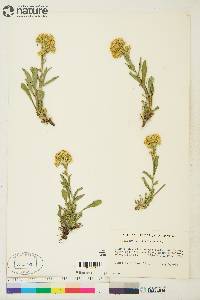 Solidago multiradiata image