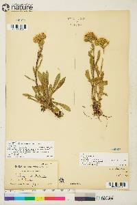 Solidago multiradiata image