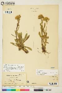 Solidago multiradiata image