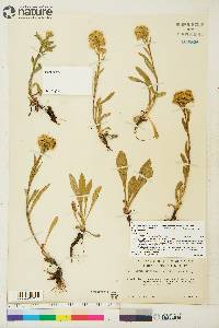 Solidago multiradiata image