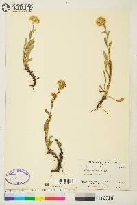 Solidago multiradiata image