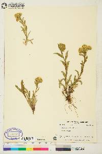 Solidago multiradiata image