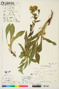 Solidago multiradiata image