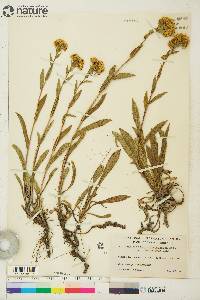 Solidago multiradiata image