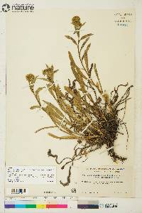 Solidago multiradiata image