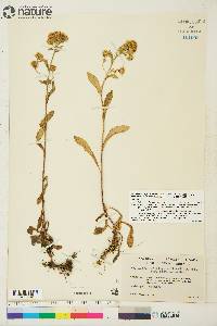 Solidago multiradiata image