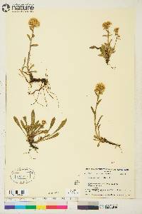 Solidago multiradiata image