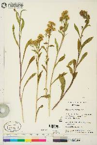 Solidago multiradiata image