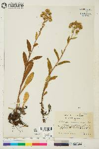 Solidago multiradiata image