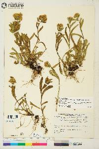 Solidago multiradiata image