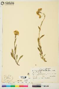 Solidago multiradiata image