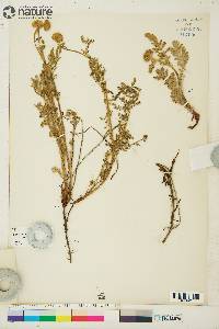 Tanacetum bipinnatum subsp. huronense image