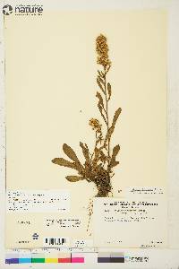 Solidago simplex var. simplex image