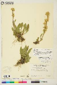 Solidago simplex var. simplex image