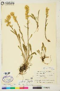 Solidago simplex var. simplex image