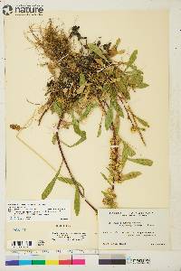 Solidago simplex image