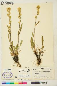 Solidago simplex var. simplex image