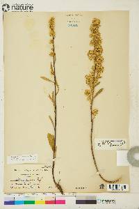 Solidago simplex image