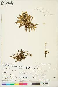 Taraxacum phymatocarpum image