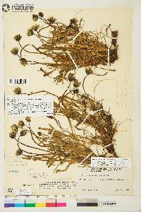 Taraxacum phymatocarpum image