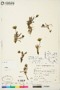 Taraxacum phymatocarpum image