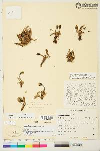 Taraxacum pumilum image