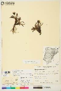 Taraxacum phymatocarpum image